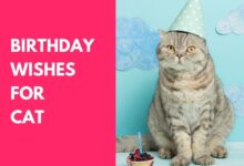 Birthday Wishes for Cat