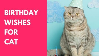 Birthday Wishes for Cat