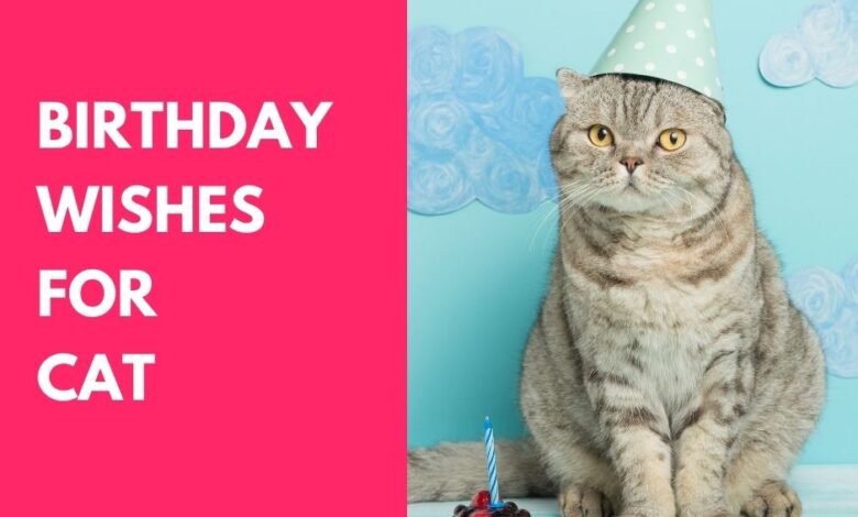 Birthday Wishes for Cat